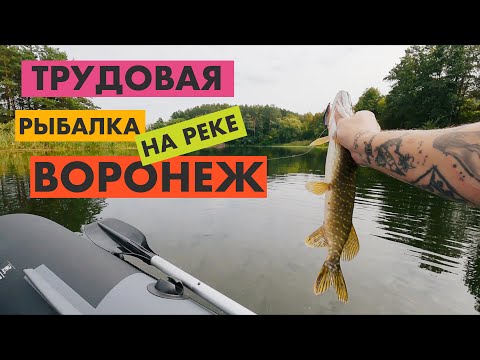 Видео: Трудовая рыбалка на спиннинг с лодки на реке Воронеж (Липецкая область)