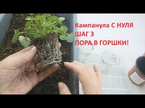 Видео: Кампанула с нуля шаг 3 ПОРА В ГОРШКИ!