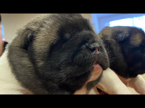 Видео: АМЕРИКАНСКАЯ АКИТА/СОБАКИ ЧЕМПИОНЫ/ПРОДАЖА ЩЕНКОВ