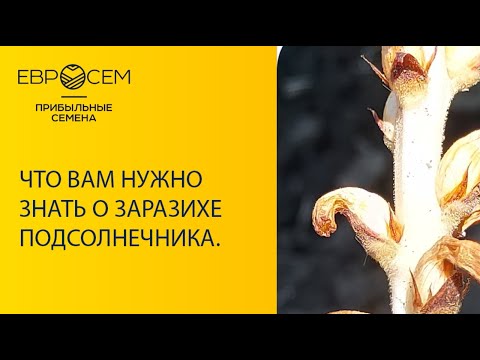Видео: Что Вам нужно знать о заразихе подсолнечника.
