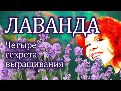 Видео: Лаванда в Подмосковье. Это просто! Четыре секрета успешного выращивания!