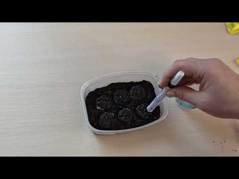 Видео: Эустома взошла.Шаг 2-наращиваем корневую систему.м-н ДАЧА г.Каменск-Уральский.18.01.2024 г.