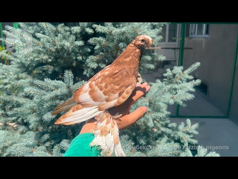 Видео: В гостях у ташкентского любителя голубей. Молодняк на продажу