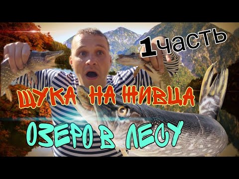 Видео: ЩУКА НА ЖИВЦА. РЫБАЛКА В УЛЬЯНОВСКЕ.