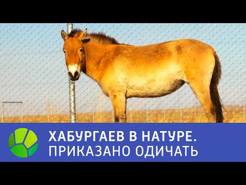 Видео: Приказано одичать - Хабургаев в натуре | Живая Планета