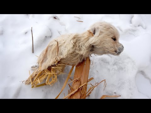 Видео: Щенки борются за выживание в метели — без еды и воды