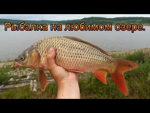 Видео: Пуциловское Водохранилище. Рыбалка и Жизнь после Наводнения. Сазаны и Караси на Поплавок.