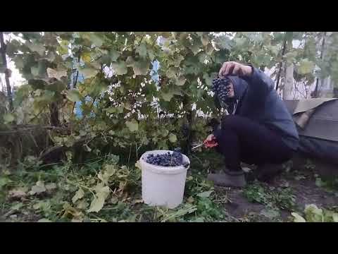 Видео: Виноград буффало дозрів