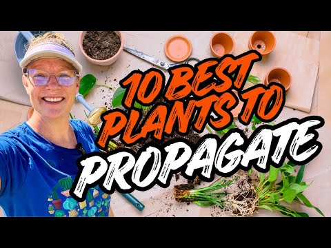 Видео: 🌱 10 лучших растений для размножения прямо сейчас и получения бесплатных весенних растений!