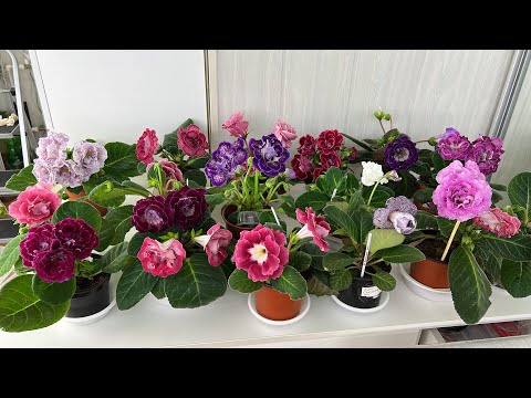 Видео: Цветущие сорта Глоксиний(Выпуск №27)