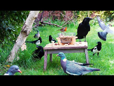 Видео: Кошка тв 🕊️ Птицы осматривают новую табуретку с едой 🐿️ Видео для котов 4K HDR
