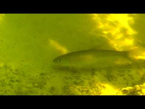 Видео: ЕЛЕЦ. О чём молчат рыбы 54  Leuciscus leuciscus