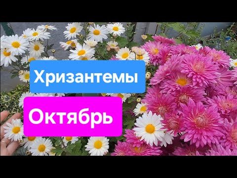 Видео: 0бзор моих хризантем октябрь 25 год