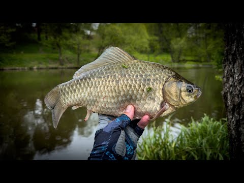 Видео: ФРИКЦИОН ЗАДЫМИЛСЯ, КОГДА ОН КЛЮНУЛ! / МОРМЫШИНГ на ПРУДУ