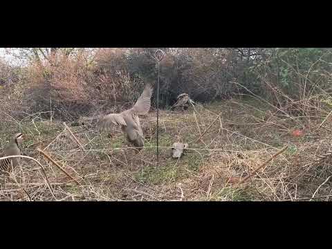 Видео: Шикори Илхом бошаде архив