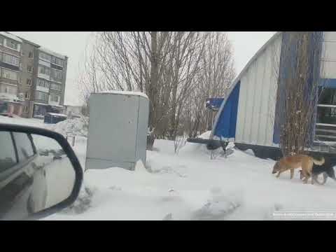 Видео: 02.02.2025г. Очередной рабочий день. Выезжали в Атбасар. #Казахстан #селовказахстане #жизньвдеревне