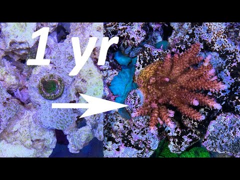 Видео: 1 год роста кораллов SPS и Acropora возобновлен!