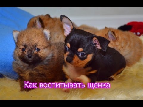 Видео: Как воспитывать щенка Как воспитать послушную собаку