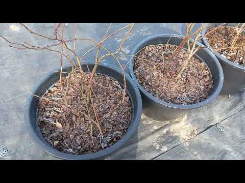 Видео: Как определить можно ли ещё делать обрезку на голубике? Нет сокодвижения???