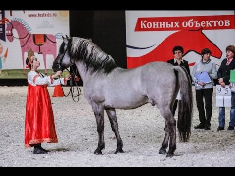 Видео: О вятской породе лошадей: Сафонова Полина