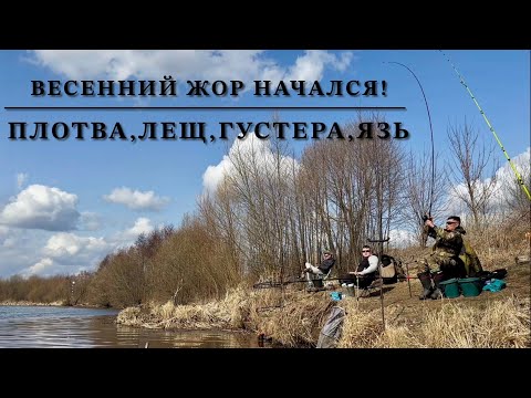 Видео: Рыбалка!Весенний жор начался! Фидер,донки!Лещ,плотва,густера,язь в улове все….