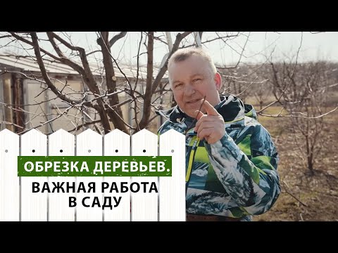 Видео: Обрезка деревьев. Важная работа в саду.