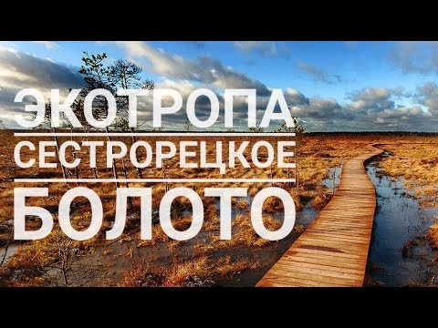 Видео: Экотропа Сестрорецкое болото | Прогулки по Ленобласти