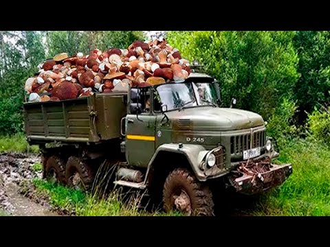 Видео: ЛЕЧУ УАЗиком  ЗА БІЛИМИ ГРИБАМИ В ПІЗНІЙ ЧАС