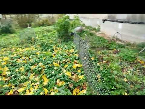 Видео: Потеряшка в деревне