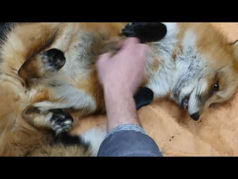 Видео: Алиса - лиса. Рассказываю о третьем потеряшке