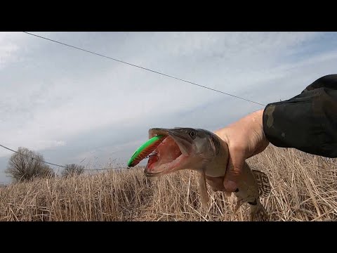 Видео: АКТИВНЫЙ КЛЁВ ЩУКИ.РЫБАЛКА В Ленинской  ВОЛГА-АХТУБИНСКОЙ ПОЙМЕ.