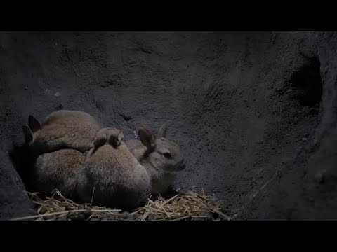 Видео: Дикие роды в деревне