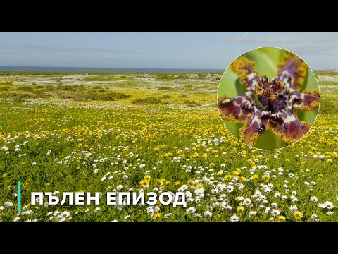 Видео: Сандфелд: Живот на ръба на сушата и морето | Скритите царства на Африка 103