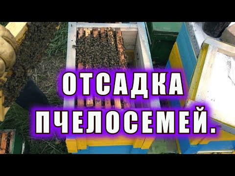 Видео: ОТСАДКА ПЧЕЛОСЕМЕЙ.