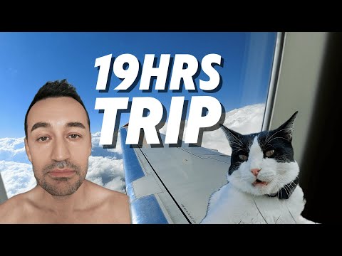 Видео: Я пережил 19-часовое путешествие с котом | Как путешествовать с котом в самолете