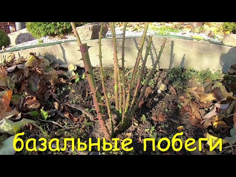 Видео: как вызвать рост базальных побегов у розы