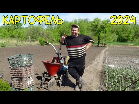 Видео: Ранняя посадка картошки в 2024 году.