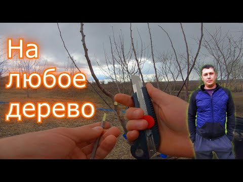 Видео: Быстрый способ прививки плодовых деревьев десять разных сортов на одно дерево
