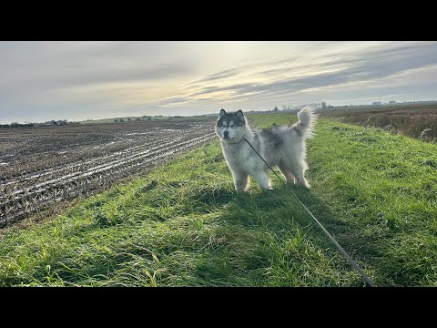 Видео: Мы обнаружили зыбучие пески во время прогулки с собакой