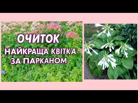 Видео: ✨ЯК ГОТУЮ МІСЦЕ ДЛЯ КВІТІВ ЗА ПАРКАНОМ ОЧИТКИ🌺,ХОСТИ🌿 МУЛЬЧУЮ МАЛИНУ🍁🍂ПЛАНИ НАДАЛІ⁉️