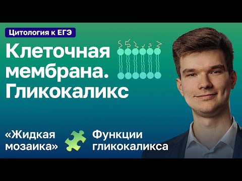 Видео: 2.28. Клеточная мембрана и гликокаликс | Цитология к ЕГЭ | Георгий Мишуровский