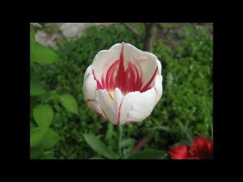 Видео: Підготовка тюльпанів до посадки, або як правильно обробити цибулини перед посадкою