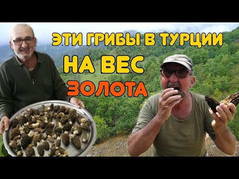Видео: Самые ДОРОГИЕ ГРИБЫ в Турции "пузо ягненка"  kuzu göbeği.