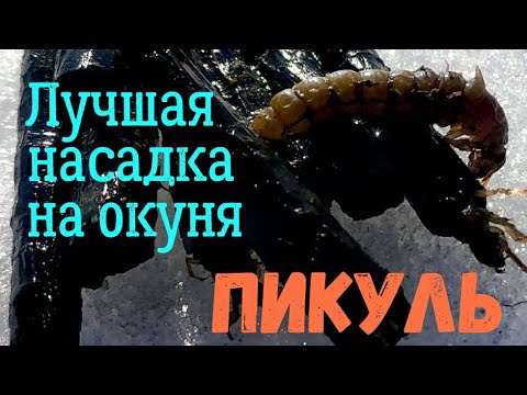 Видео: Как наловить ПИКУЛЯ (ручейник, шитик) зимой. Простой способ.