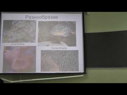 Видео: Зоология беспозвоночных. Лекция 2. Борисанова А.О.  edit