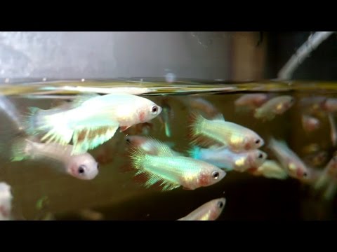 Видео: ТЕ ПЕТУХИ КОТОРЫХ НЕРЕСТИЛИ!!!