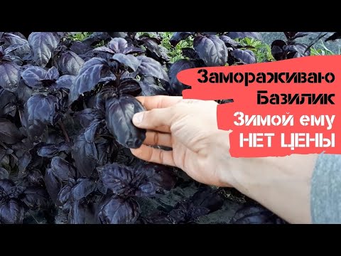 Видео: Замораживаю фиолетовый базилик / Зимой этой заготовке просто нет цены / Огород дяди Вовы