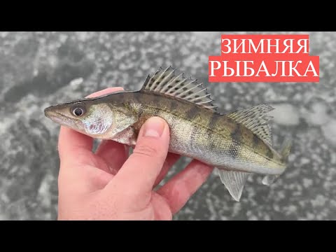 Видео: Зимняя рыбалка. Ловля окуня на мотыль. Первый лёд.