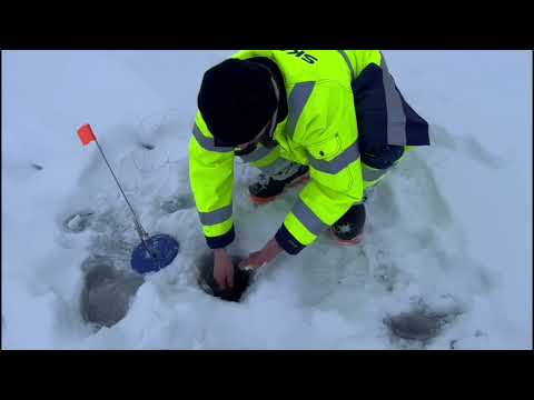 Видео: Зимняя рыбалка на флажки. Зимняя рыбалка на жерлицы. Видео от подписчика @volodya23yanitski