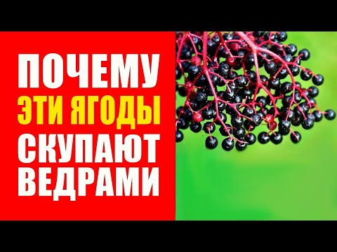 Видео: Вот почему Бузина Черная должна быть в каждом доме